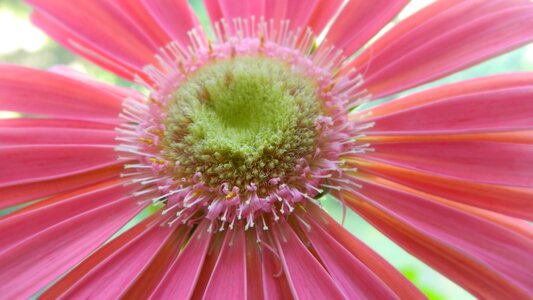 Gerbera flower plant