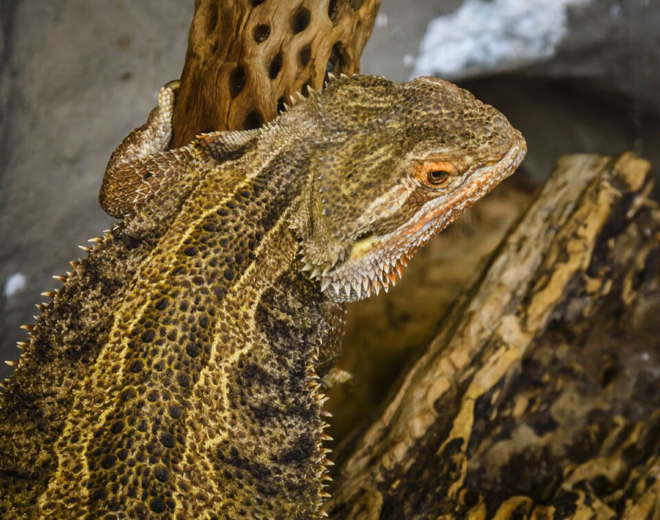 Reptile fauna tropical