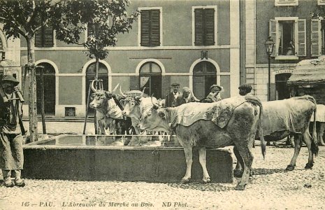 Boeufs à l'abreuvoir