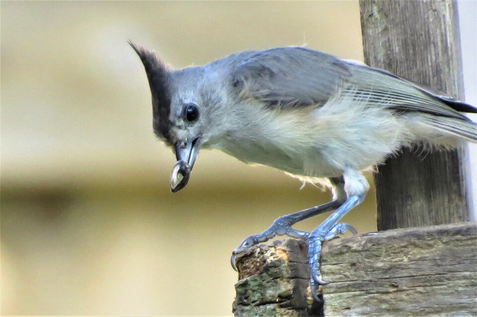 Tan bird feeder wildlife