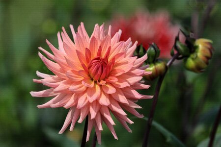 Outdoor nature plant