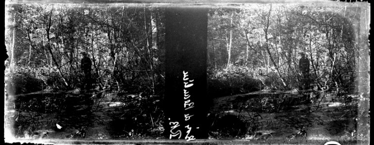 Bois de Beaulieu. RB - Fonds Berthelé - 49Fi944