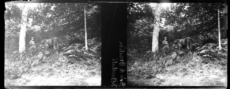 Bois de Beaulieu. R. Berthelé - Fonds Berthelé - 49Fi470
