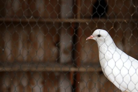 White animal bird photo
