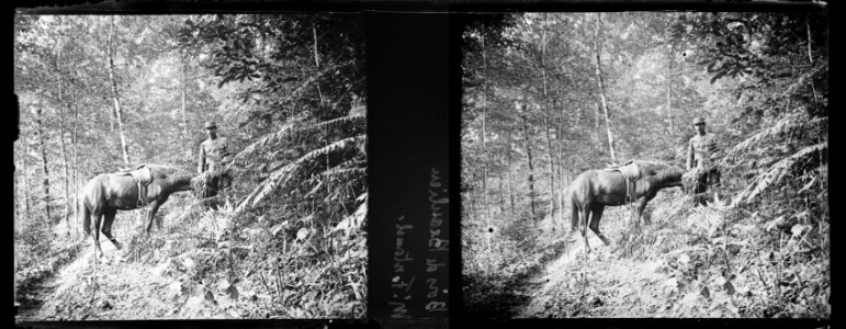 Bois de Beaulieu. M. Fontanel - Fonds Berthelé - 49Fi469