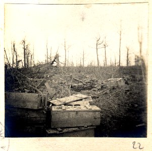 Bois de Beaumarais - Fonds Berthelé - 49Fi1879-22