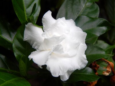 Flower white white petals photo
