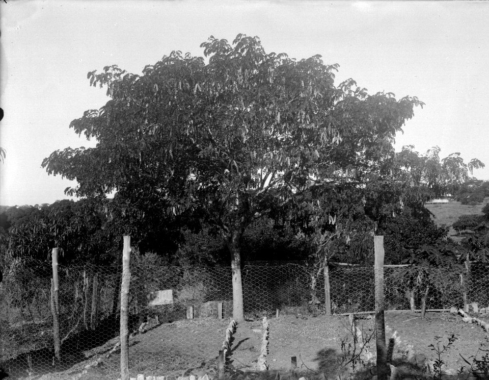 Bois noir. Majunga, Mahajanga. Madagaskar - SMVK - 021995