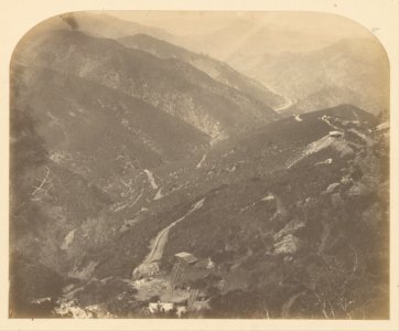 Carleton Watkins (American - (Josephine and Pine Tree) - Google Art Project