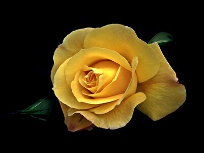 Petal love nature