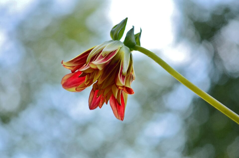 Floral summer natural photo