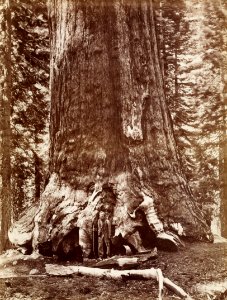 Carleton Watkins (American - (Grizzly Giant Diameter 33 Ft. Mariposa Grove) - Google Art Project