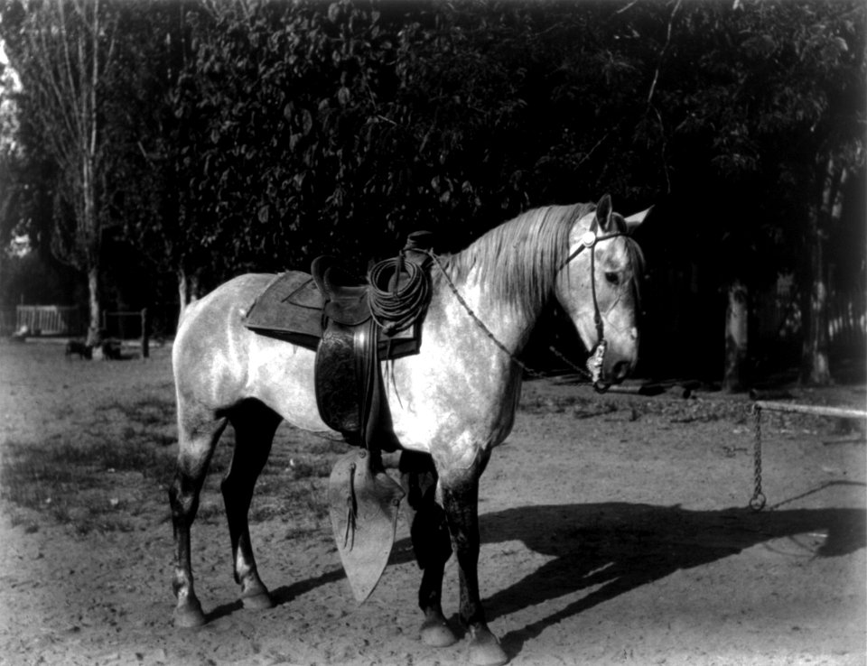 Carleton Watkins - A Vaquero's Horse cph.3b03100