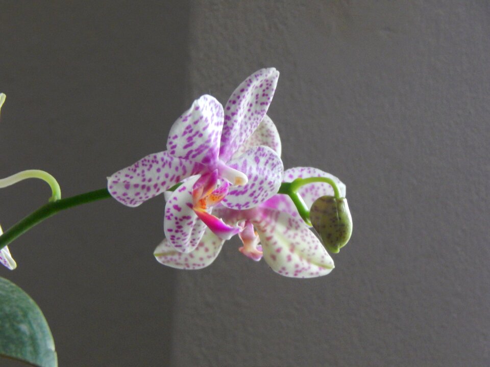 Grain spotted lilac