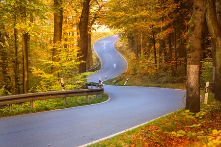 Trees forest autumn photo