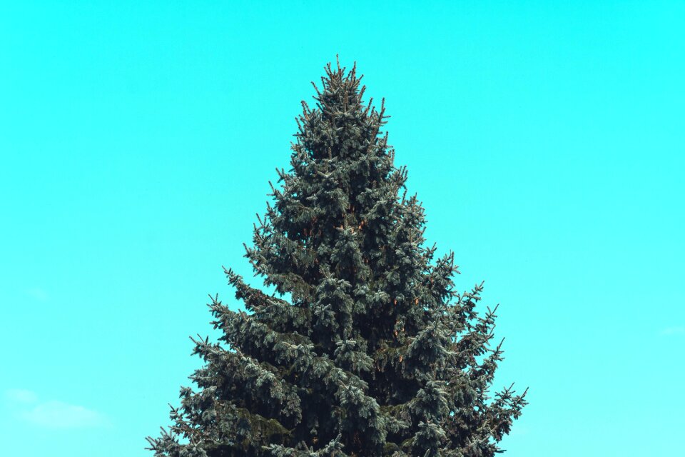Christmas tree green