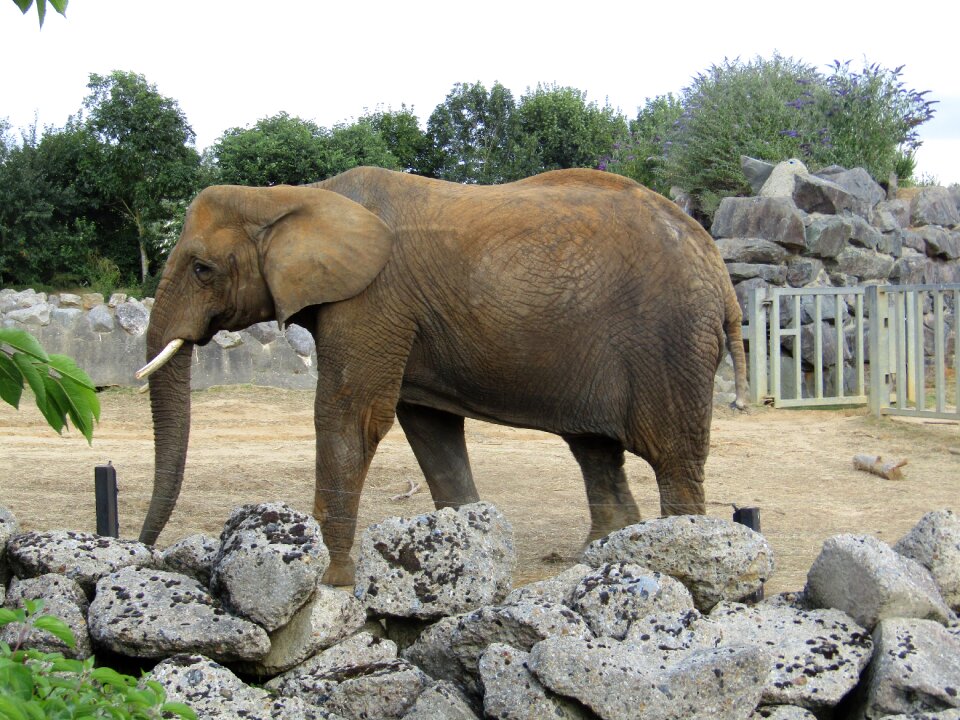 Elephant zoo walking
