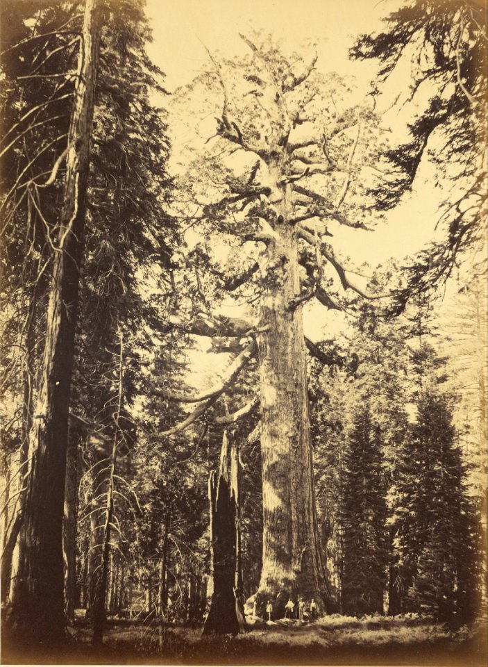 Carleton Watkins (American - Sequoia Gigantea - Grizzly Giant - Mariposa Grove - Google Art Project