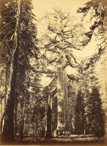 Carleton Watkins (American - Sequoia Gigantea - Grizzly Giant - Mariposa Grove - Google Art Project
