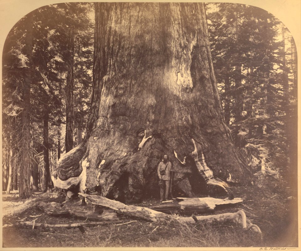 Carleton Watkins (American - Section of the Grizzly Giant, 33 Feet Diameter, Mariposa Grove, Yosemite, No. 111 - Google Art Project