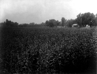 Carleton Watkins - Egyptian cornfield, Kern County CA cph.3b03099