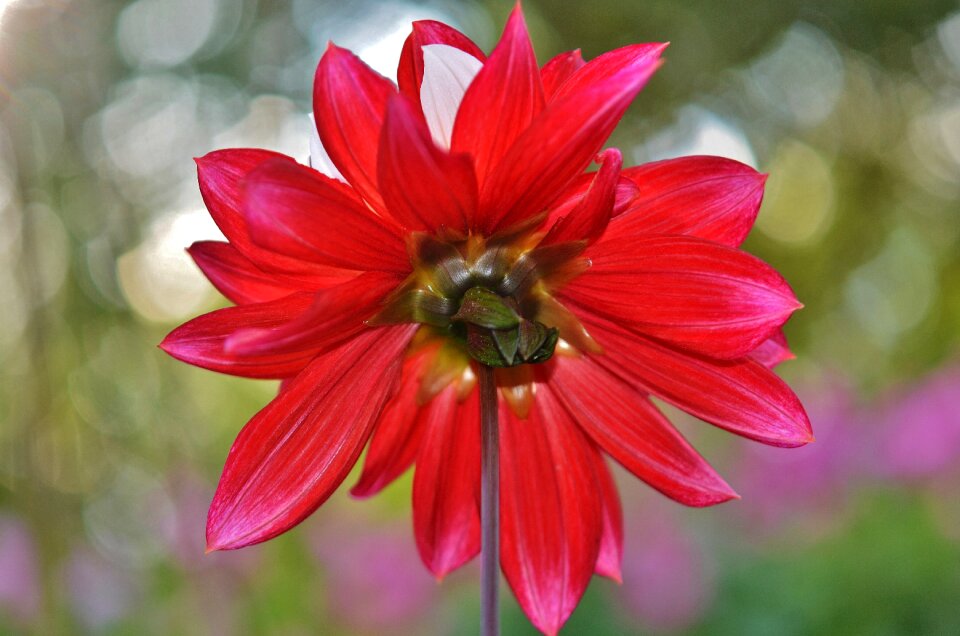 Floral summer natural