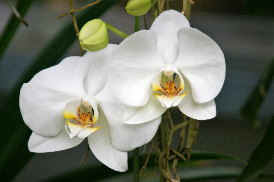 Plant flower beautiful