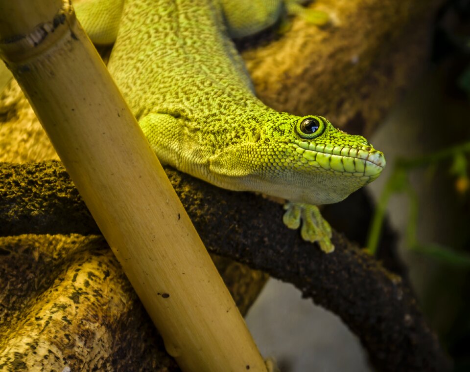 Reptile small fauna