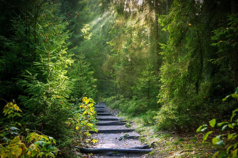 Path trees light beam