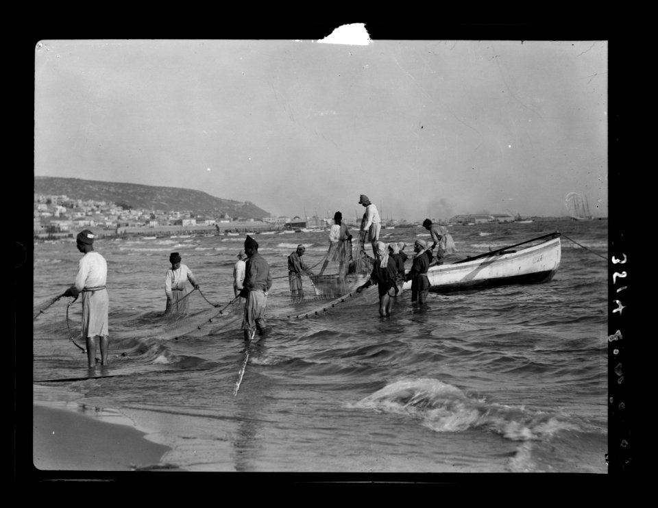 Carmel and Haifa. Fisherman hauling in drag-net. Haifa Bay and Carmel LOC matpc.15376