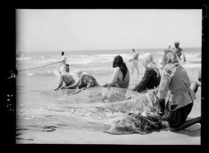 Carmel and Haifa. A great drag-net of fishes showing men hauling in the nets LOC matpc.15378