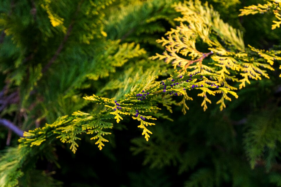 Nature conifer evergreen