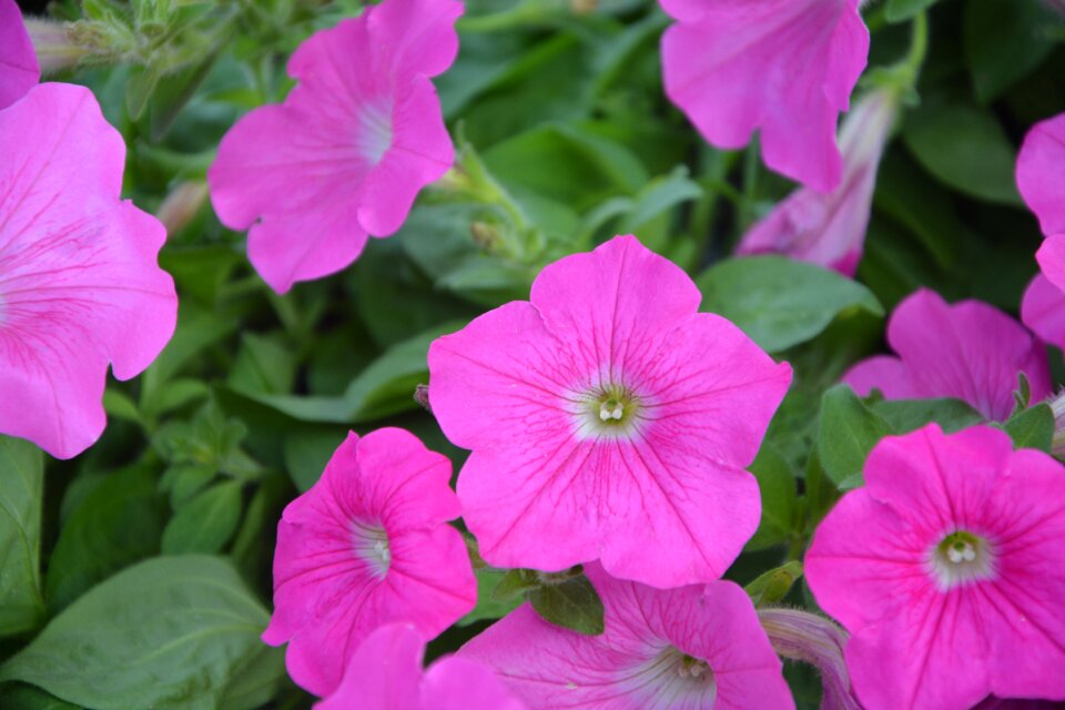 Petals plant nature