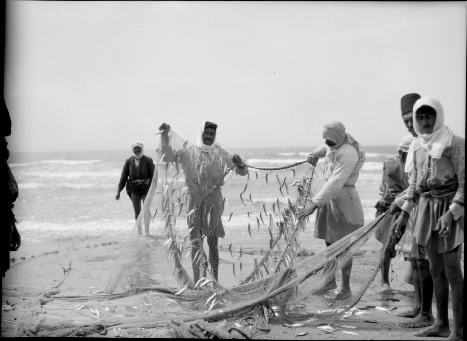 Carmel and Haifa. Part of the catch. Fisherman removing the catch LOC matpc.15379