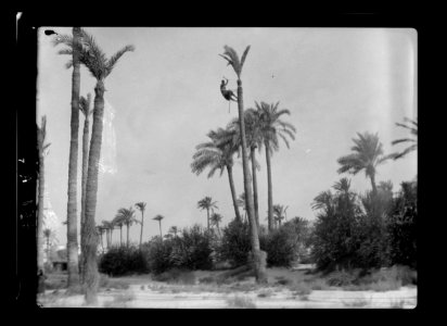 Carmel and Haifa. Trimming palms near Haifa. Man at top of tall tree LOC matpc.15373