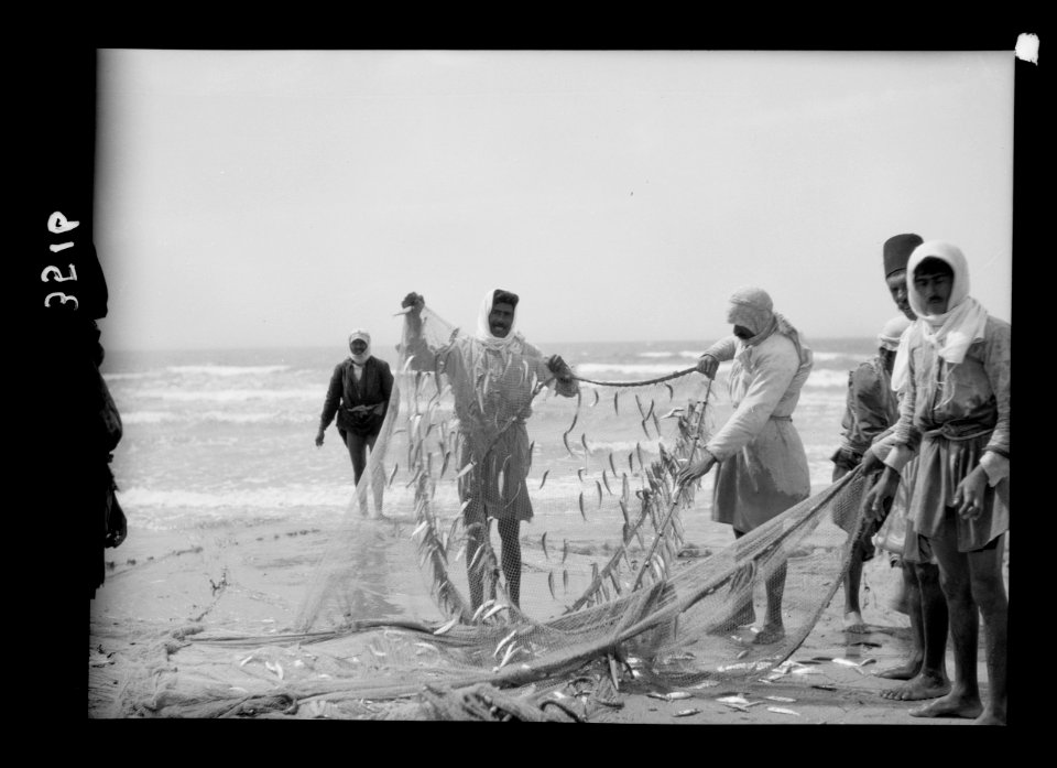 Carmel and Haifa. Part of the catch. Fisherman removing the catch LOC matpc.15379