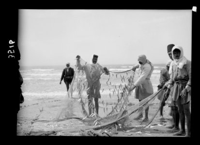 Carmel and Haifa. Part of the catch. Fisherman removing the catch LOC matpc.15379