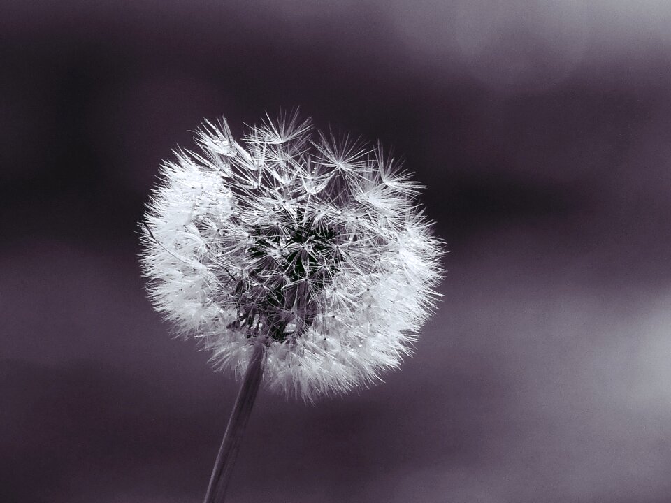 Macro nature roadside