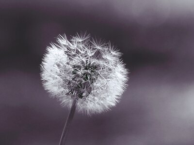 Macro nature roadside photo