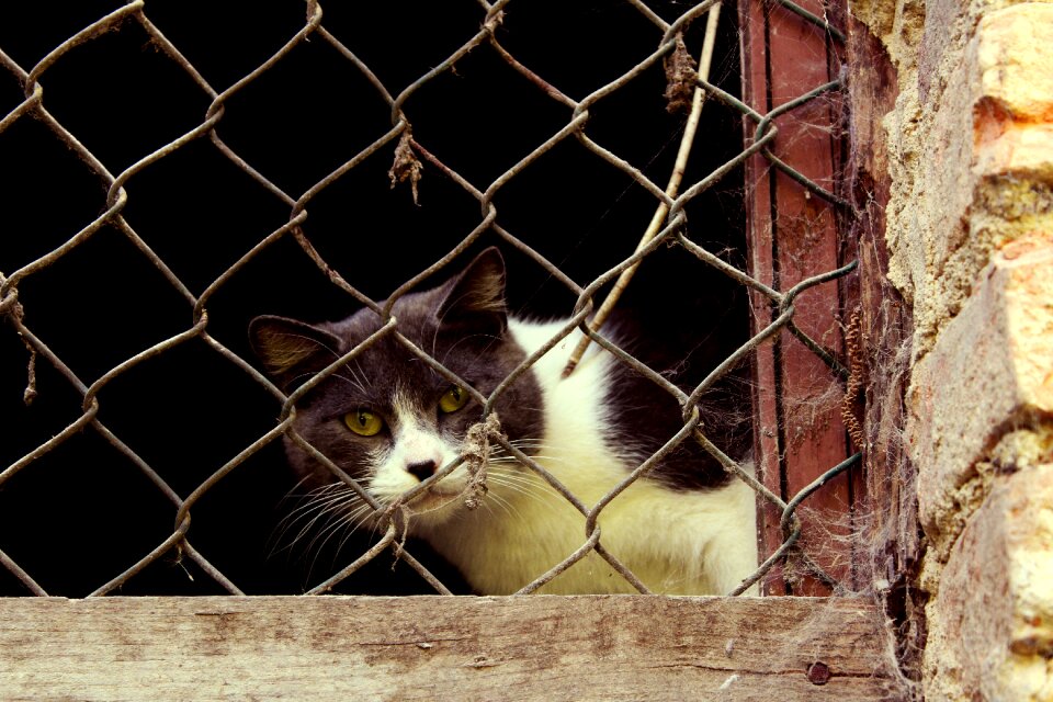 Grating feline grey