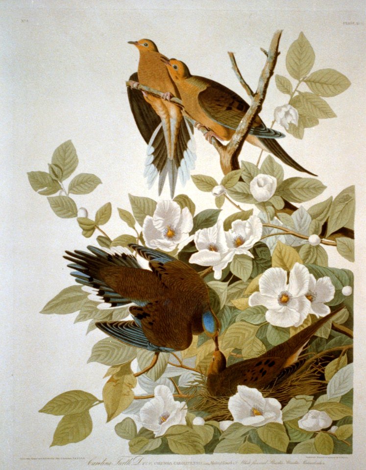 Carolina Turtle Dove LCCN2002718965