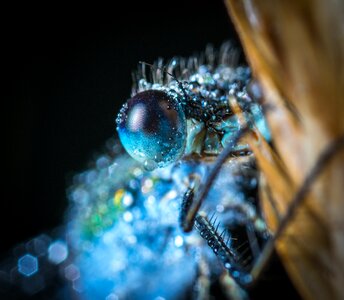 Animals nature dragonfly