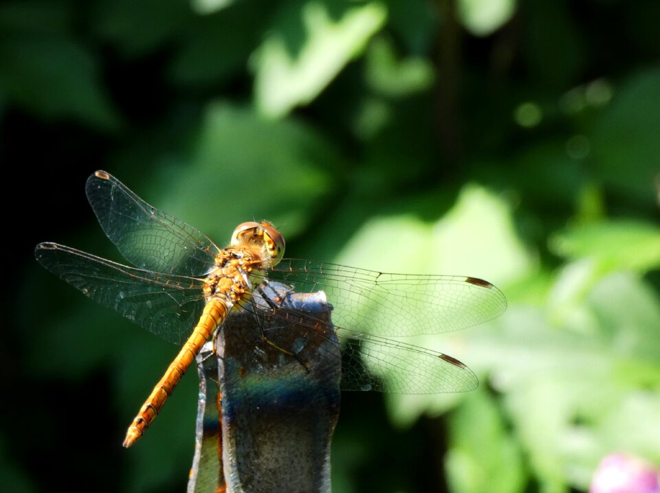 Nature close up wing