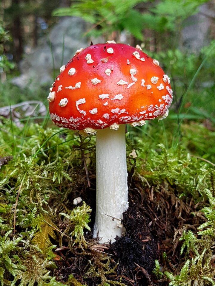 Forest nature toxic