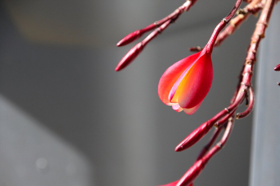 Nature flower leaf