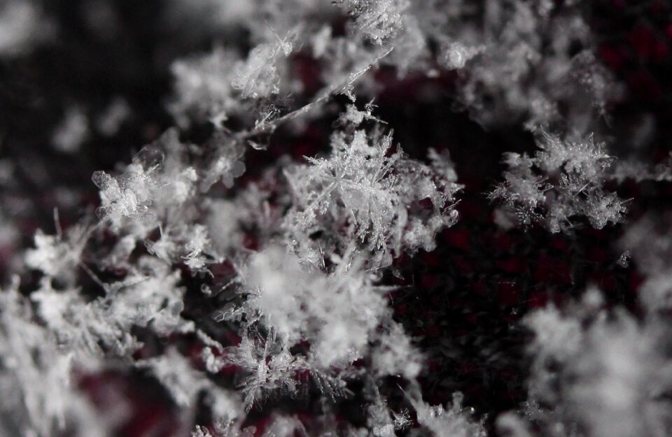 Winter white macro