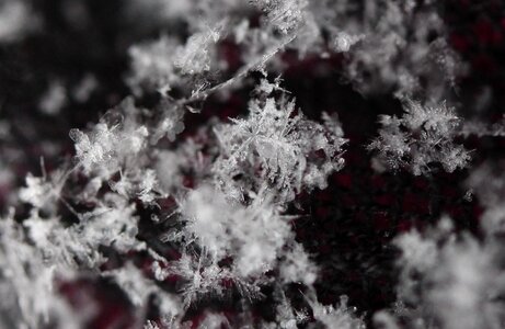 Winter white macro
