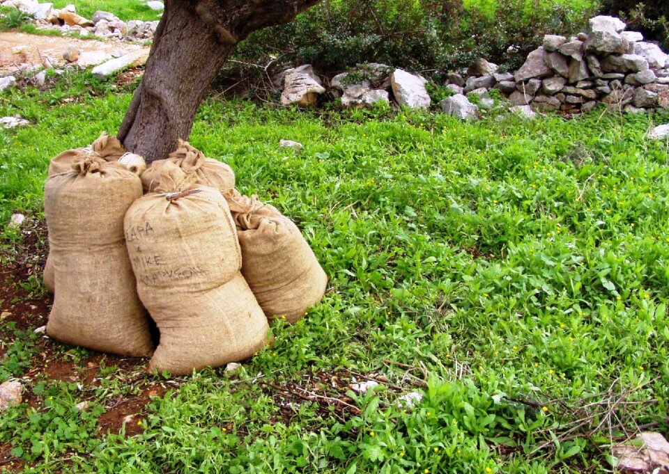 Grove mediterranean oil