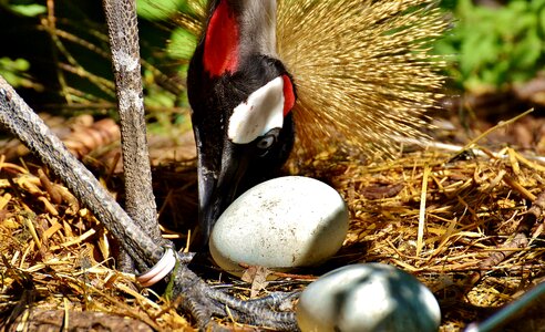 Baleurica regulorum bird feather photo