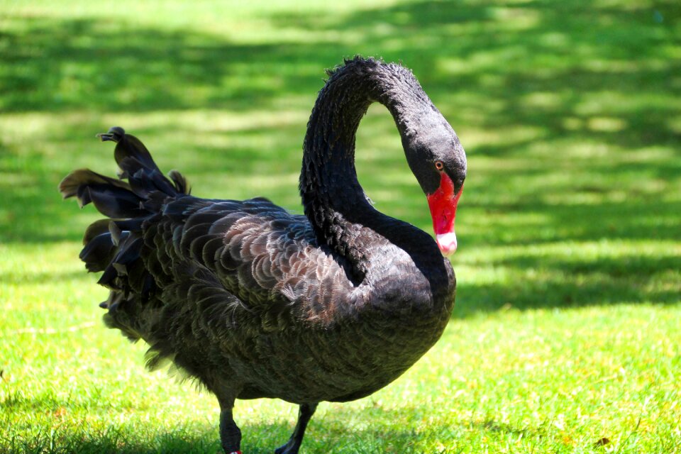 Nature grass animal